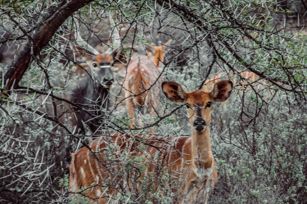 Wildehondekloof Game Lodge Matjiesrivier  Eksteriør billede