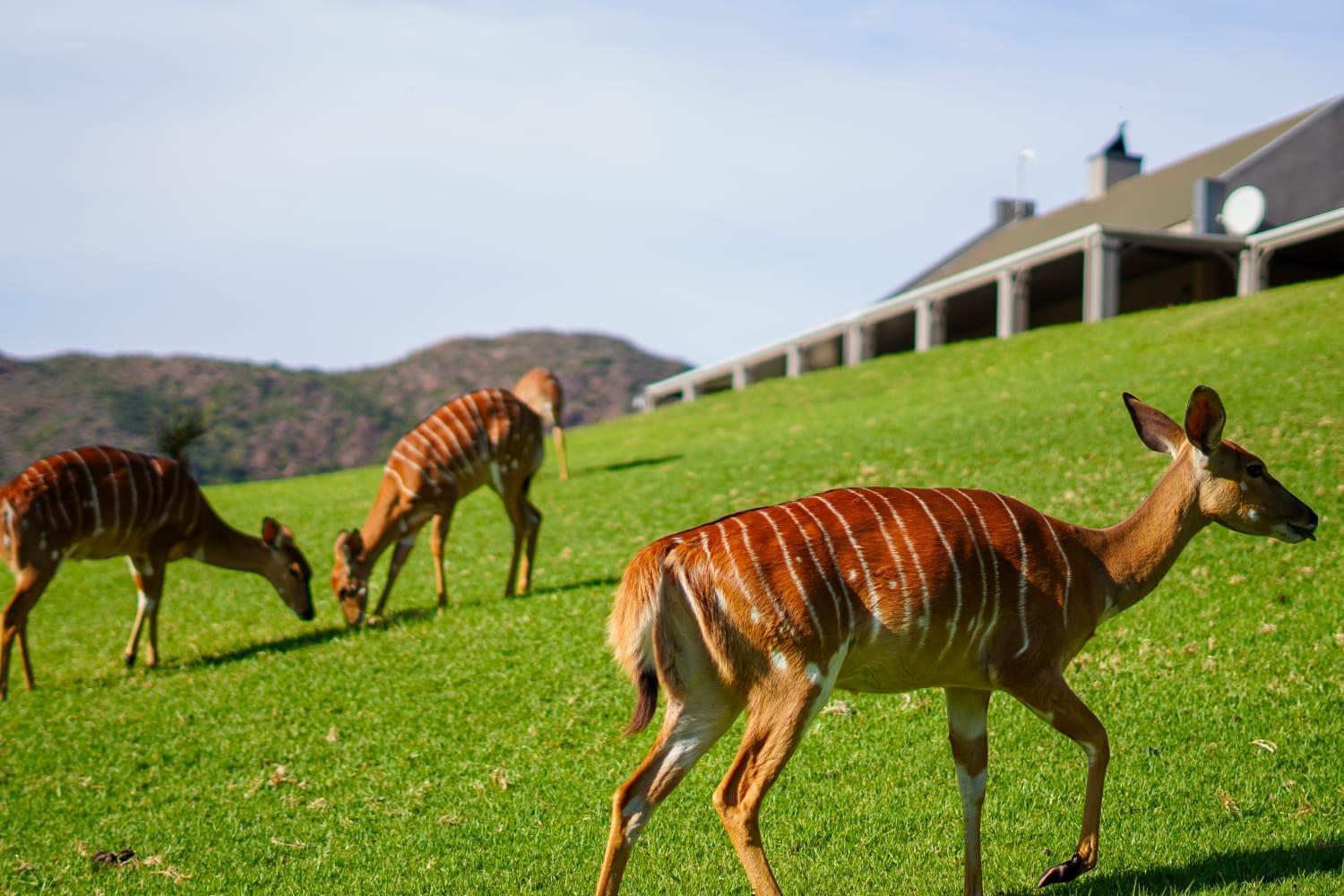 Wildehondekloof Game Lodge Matjiesrivier  Eksteriør billede
