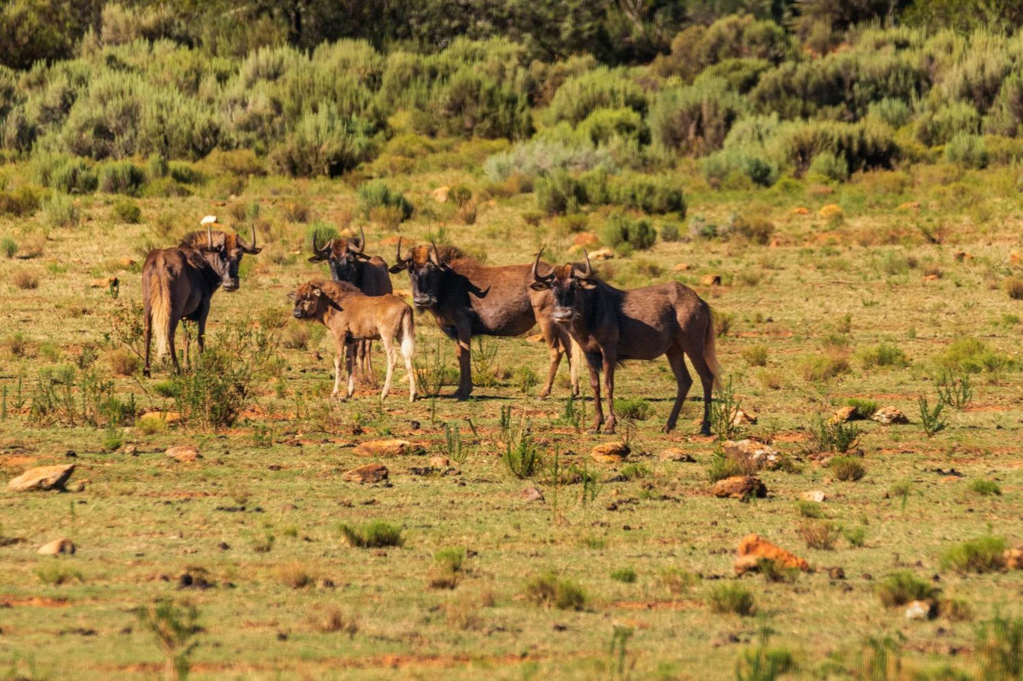 Wildehondekloof Game Lodge Matjiesrivier  Eksteriør billede