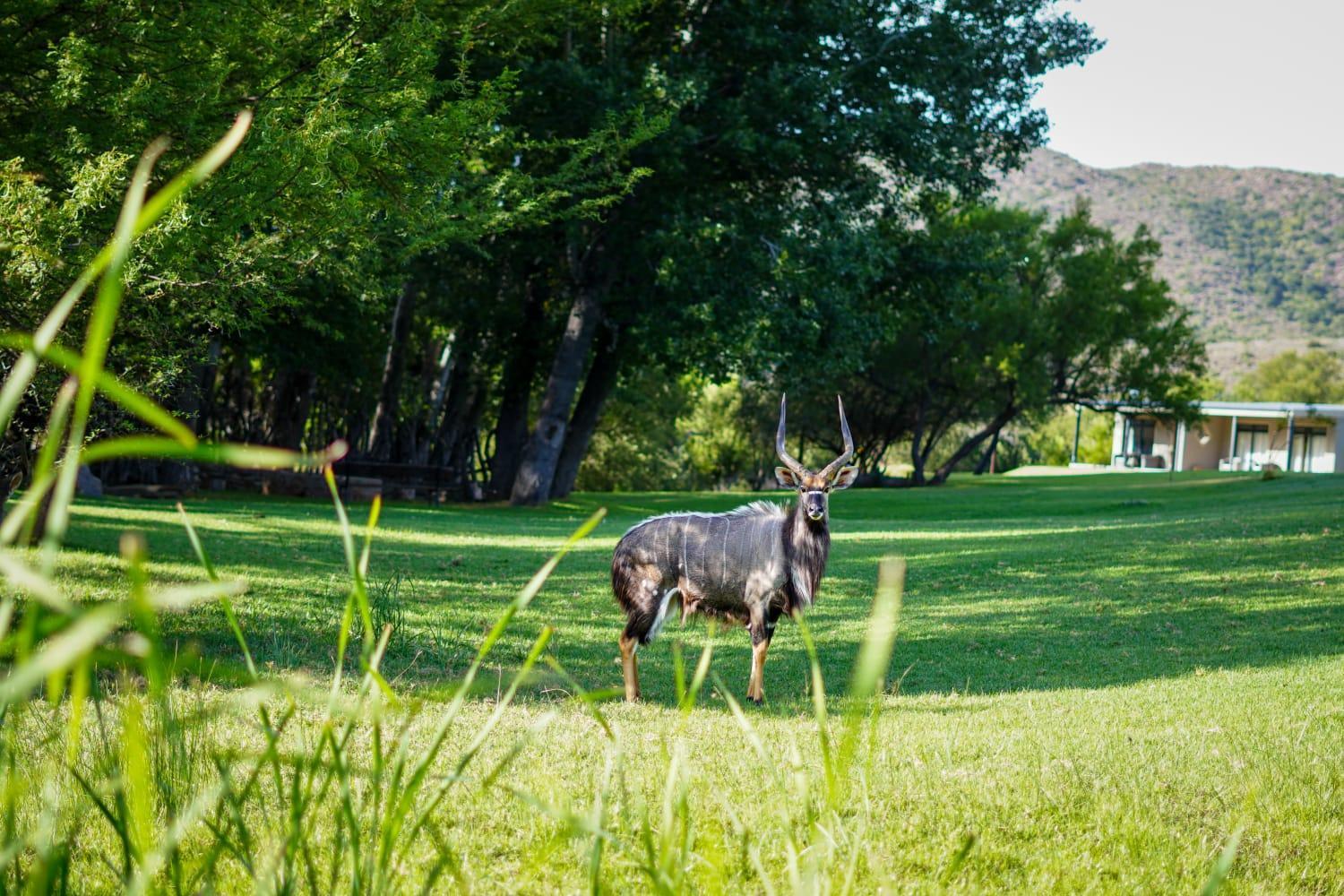Wildehondekloof Game Lodge Matjiesrivier  Eksteriør billede