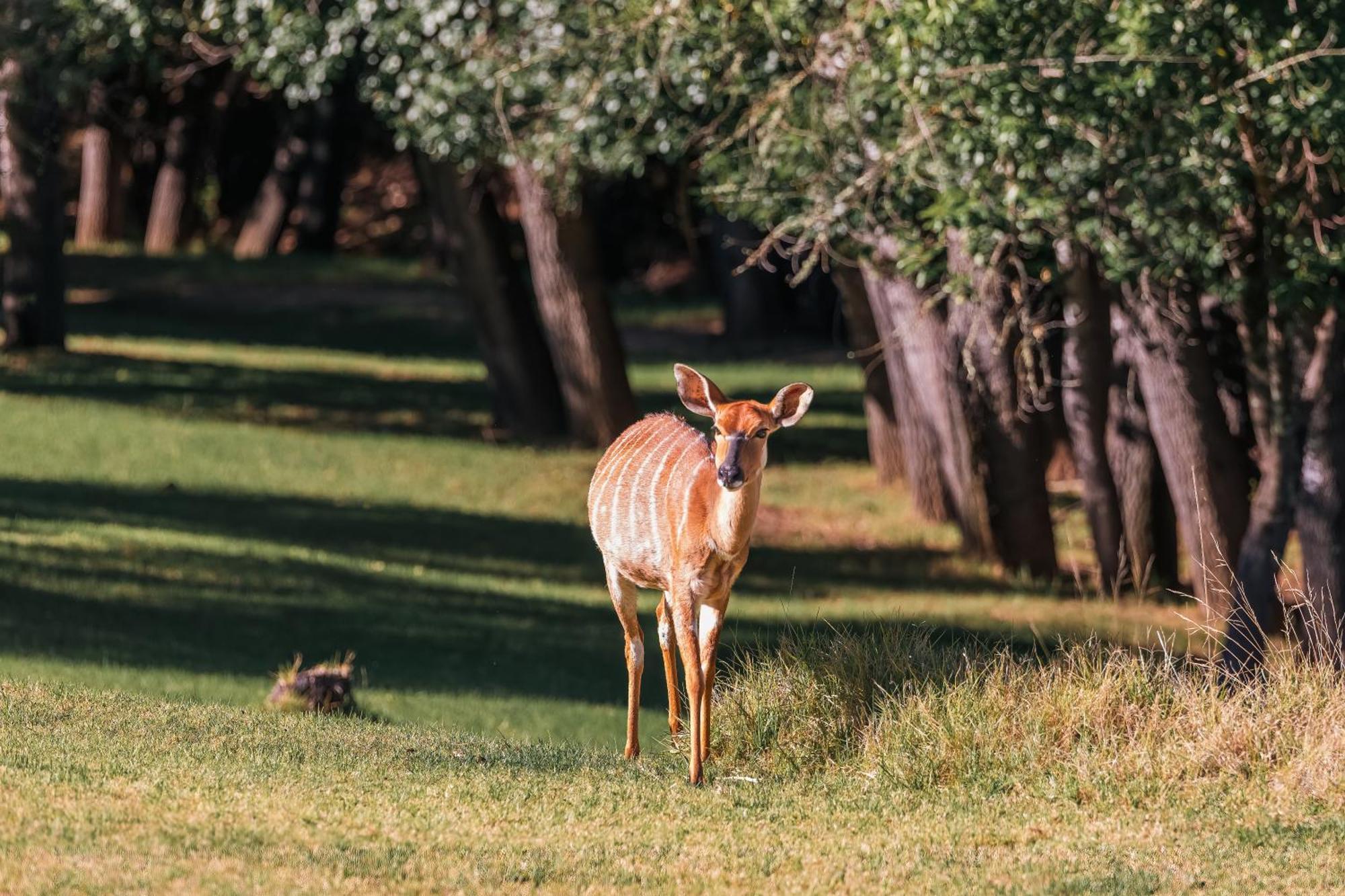 Wildehondekloof Game Lodge Matjiesrivier  Eksteriør billede