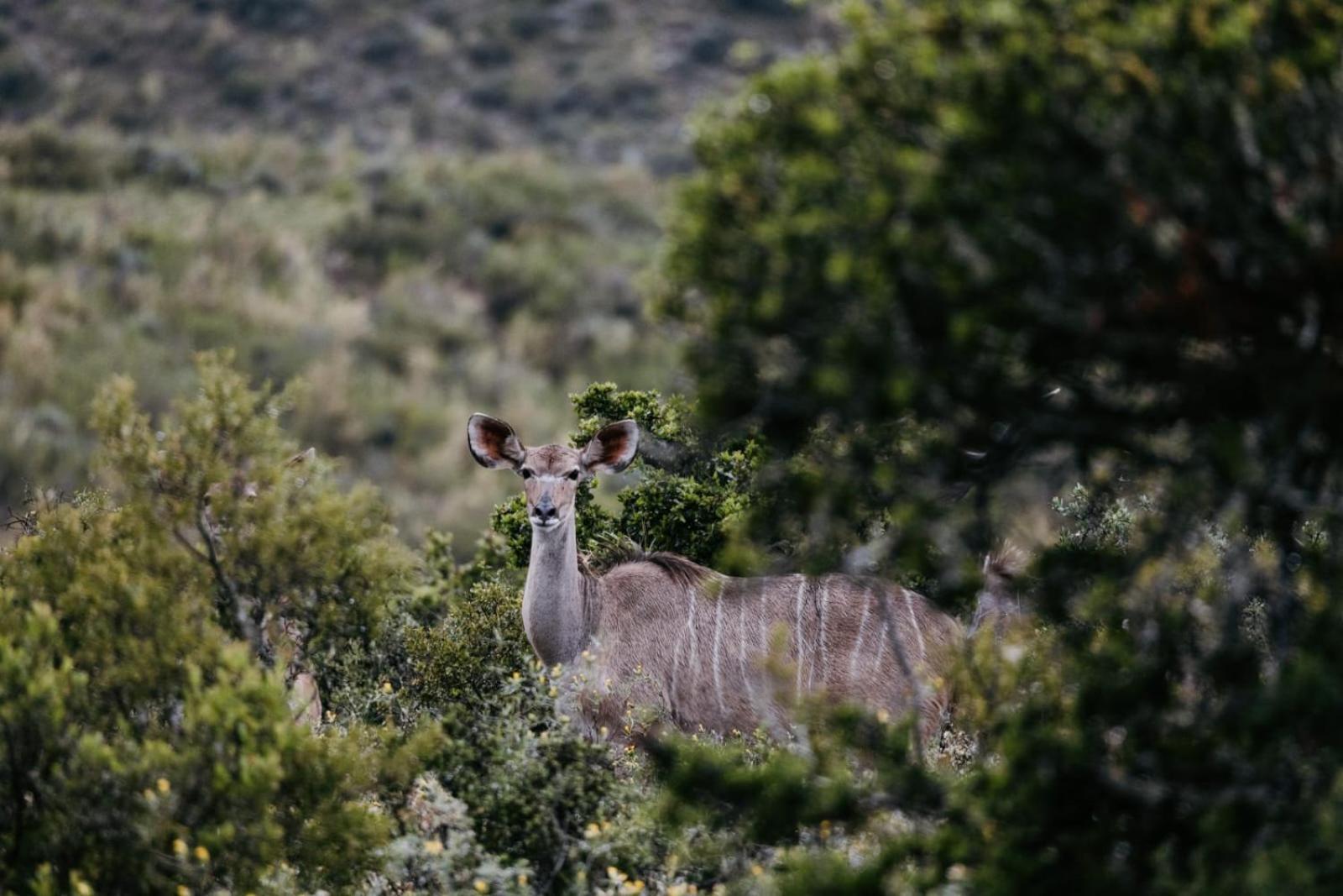 Wildehondekloof Game Lodge Matjiesrivier  Eksteriør billede
