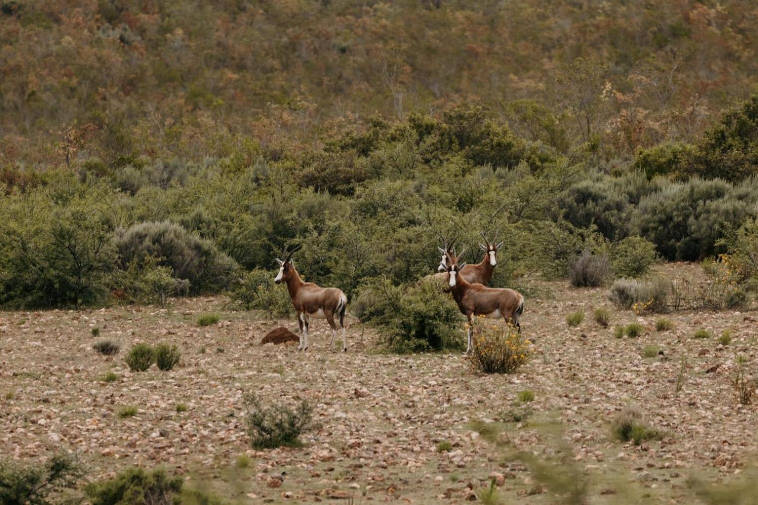 Wildehondekloof Game Lodge Matjiesrivier  Eksteriør billede