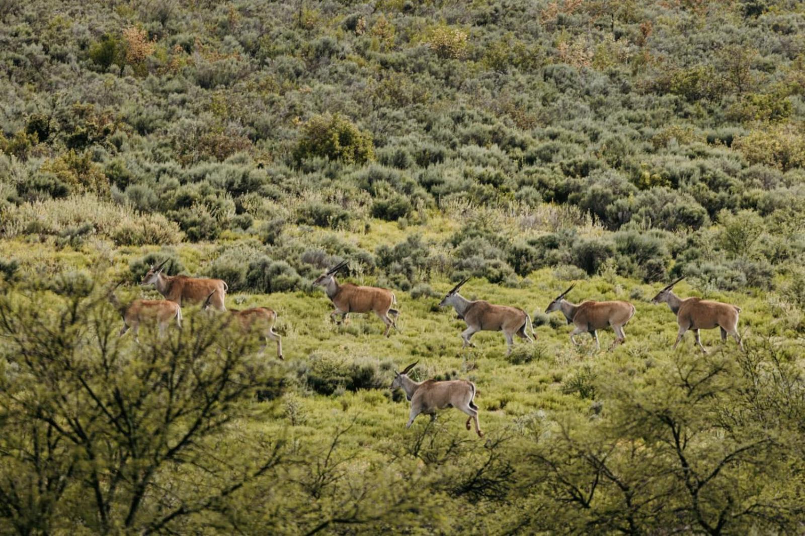 Wildehondekloof Game Lodge Matjiesrivier  Eksteriør billede