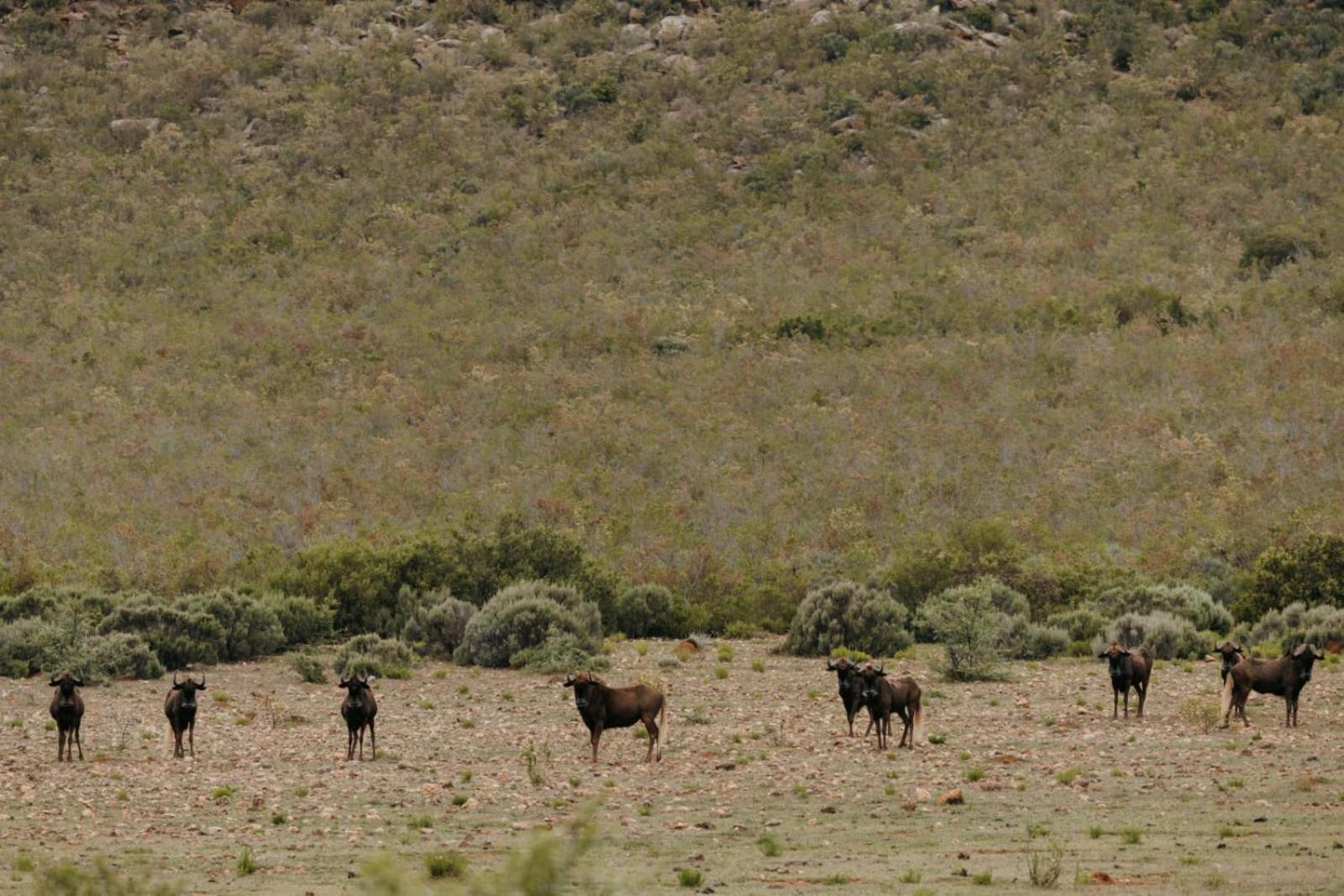Wildehondekloof Game Lodge Matjiesrivier  Eksteriør billede