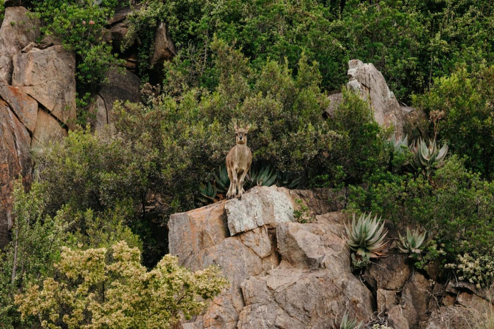 Wildehondekloof Game Lodge Matjiesrivier  Eksteriør billede