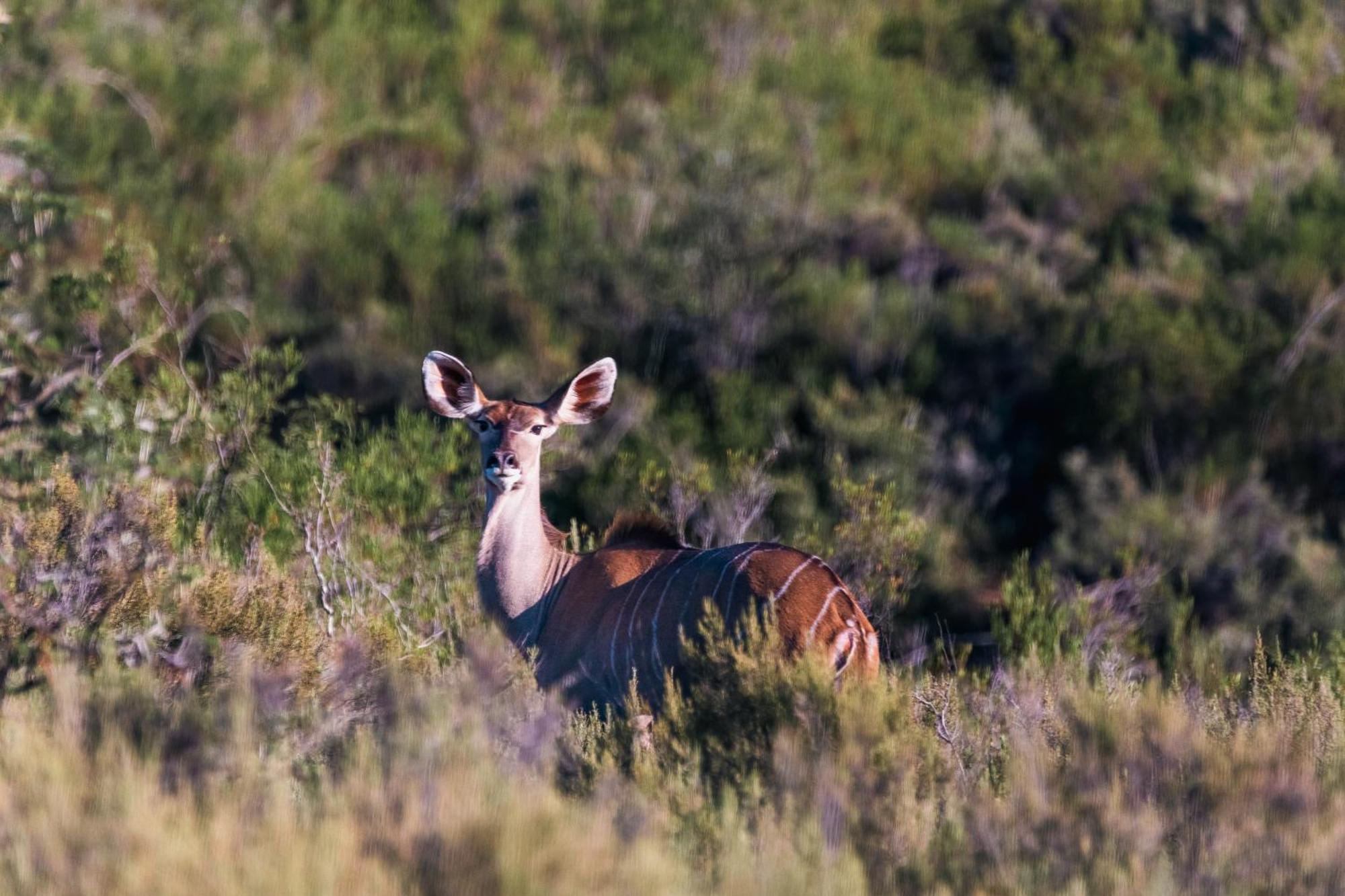 Wildehondekloof Game Lodge Matjiesrivier  Eksteriør billede