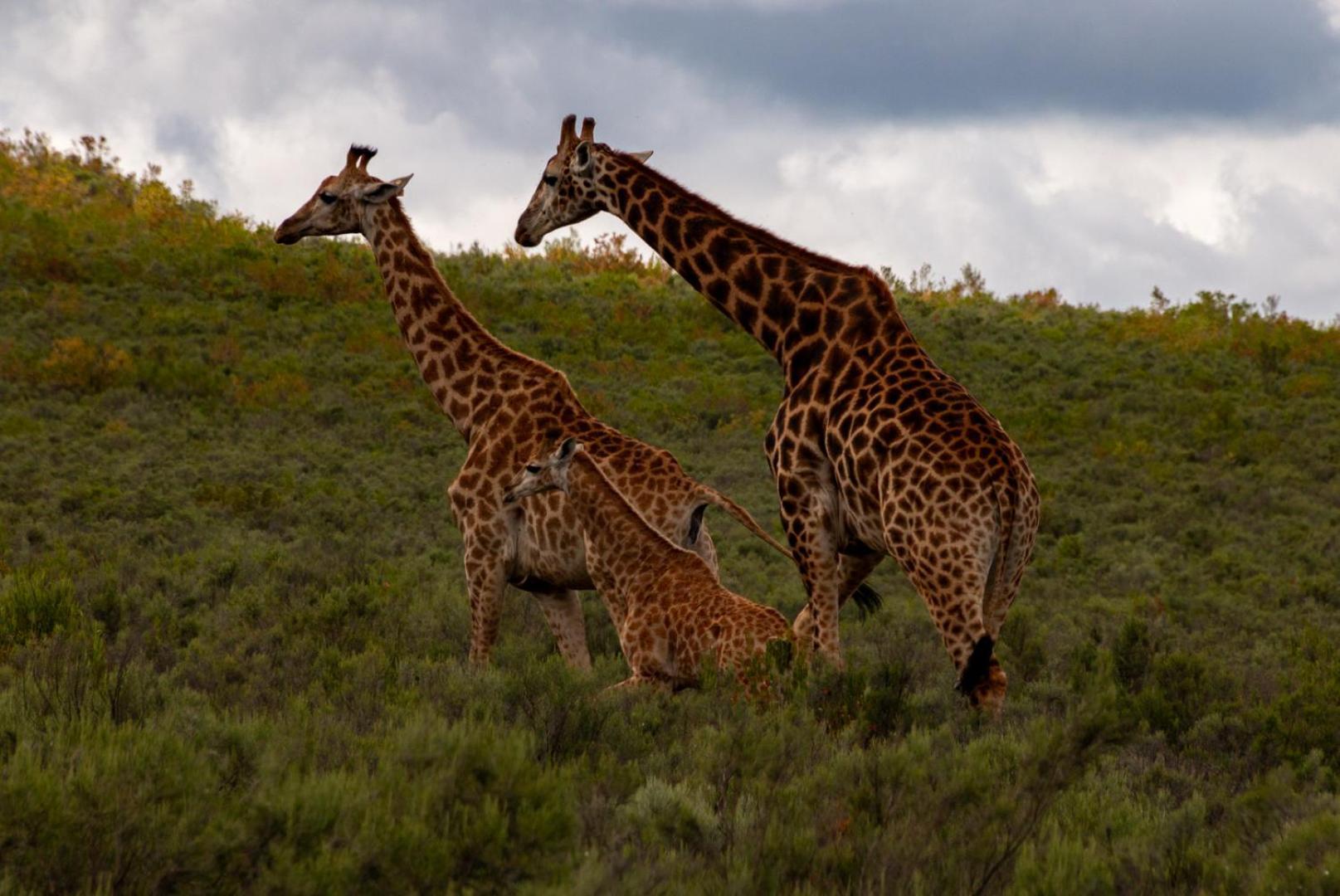 Wildehondekloof Game Lodge Matjiesrivier  Eksteriør billede