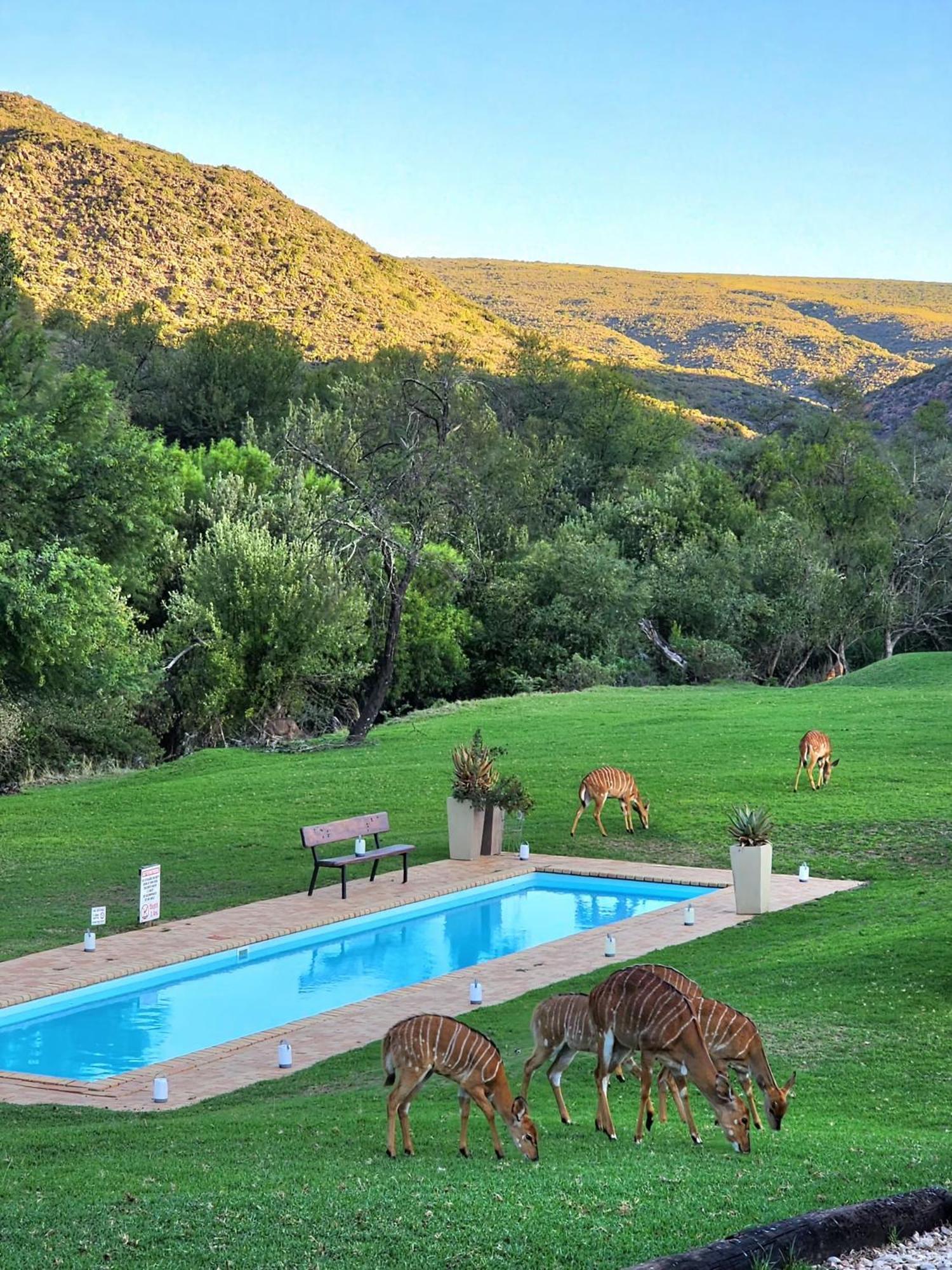 Wildehondekloof Game Lodge Matjiesrivier  Eksteriør billede