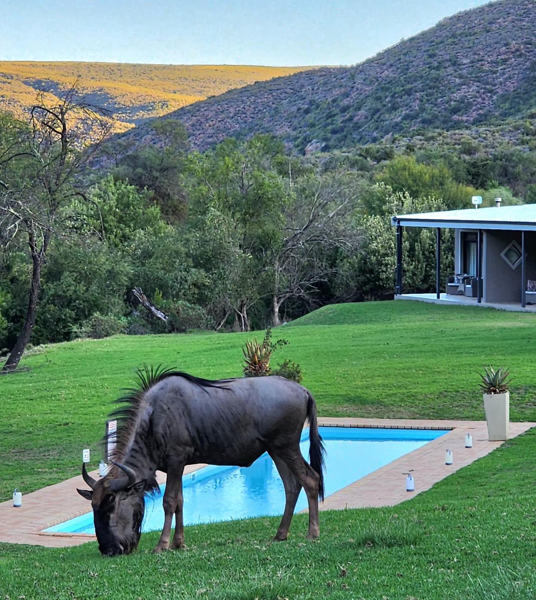 Wildehondekloof Game Lodge Matjiesrivier  Eksteriør billede