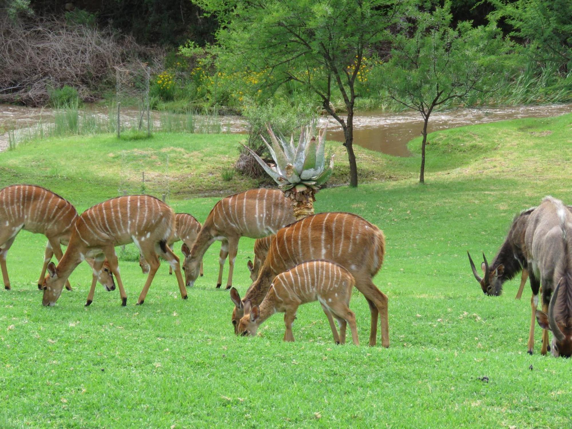 Wildehondekloof Game Lodge Matjiesrivier  Eksteriør billede